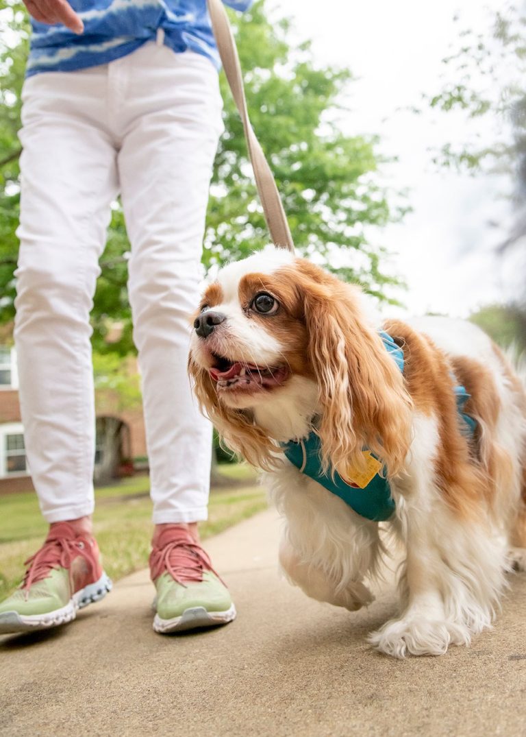 Village Germantown Pet Friendly